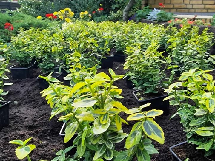 Grünflächenpflege und Neupflanzung für ein Frisches und Gepflegtes Gartenbild.