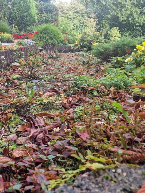 Grünflächenpflege und Neupflanzung für ein Frisches und Gepflegtes Gartenbild