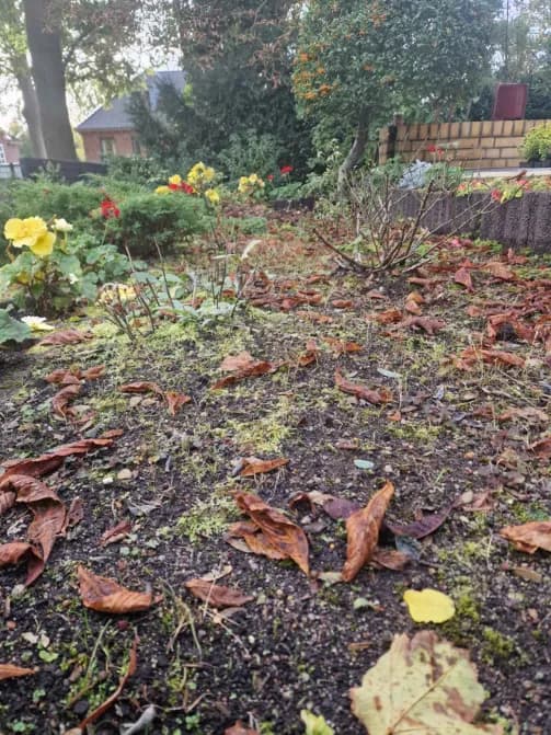 Grünflächenpflege und Neupflanzung für ein Frisches und Gepflegtes Gartenbild